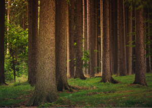 Read more about the article Sustainability in Indonesian Furniture: Why It Matters for Your Business and the Environment
