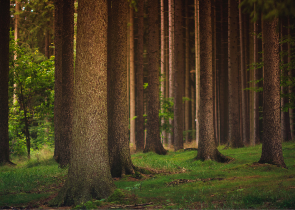 You are currently viewing Sustainability in Indonesian Furniture: Why It Matters for Your Business and the Environment