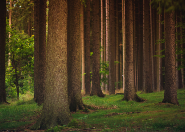 Read more about the article Sustainability in Indonesian Furniture: Why It Matters for Your Business and the Environment